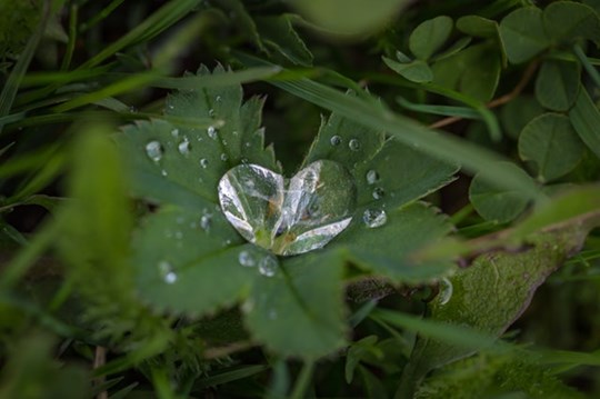 close-up-dew-drops-217893